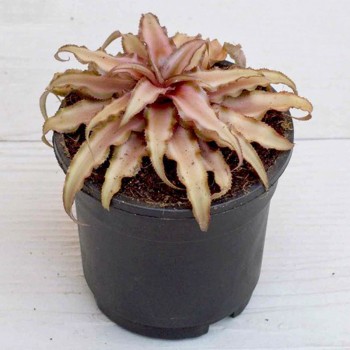 Cryptanthus Plant 