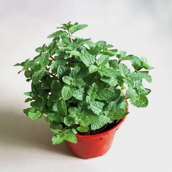 Mint Pudina Plant