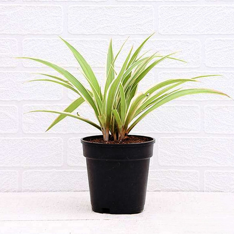 Spider Plant