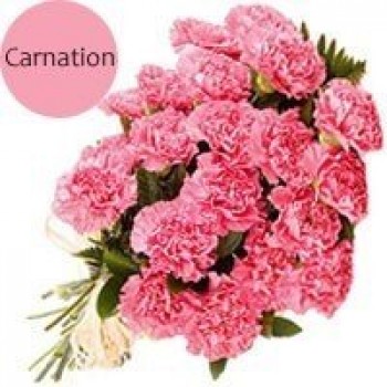 20 Fresh Pink Carnations Bunch