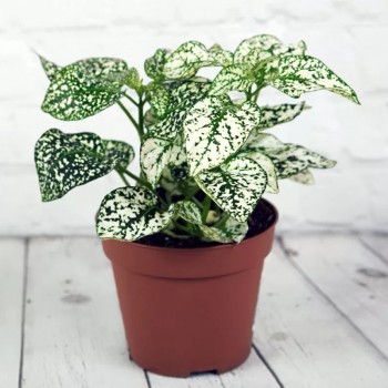 Polka Dot Plant