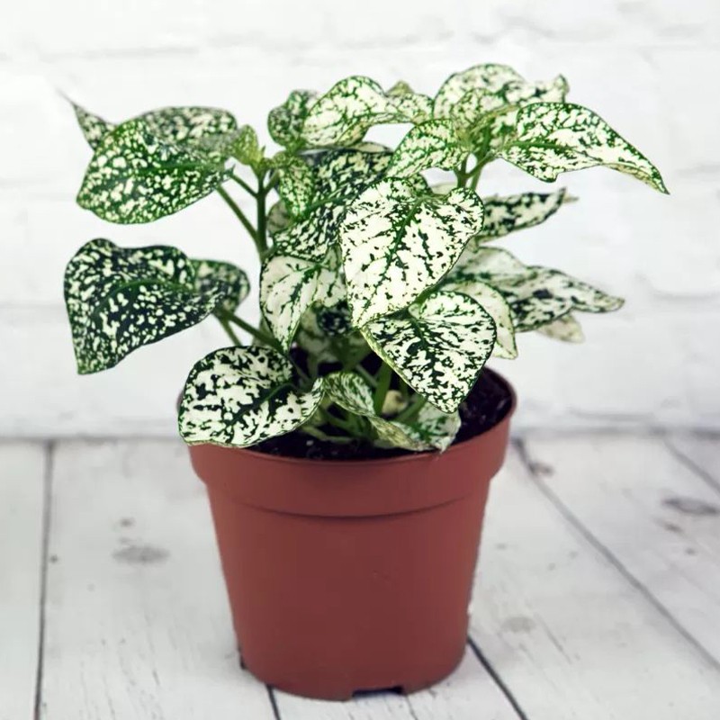Polka Dot Plant