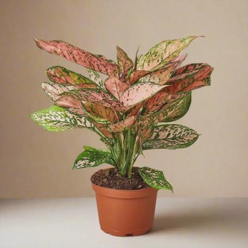Pink Aglaonema Plant in Pot