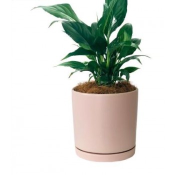 Peace Lily in Pink