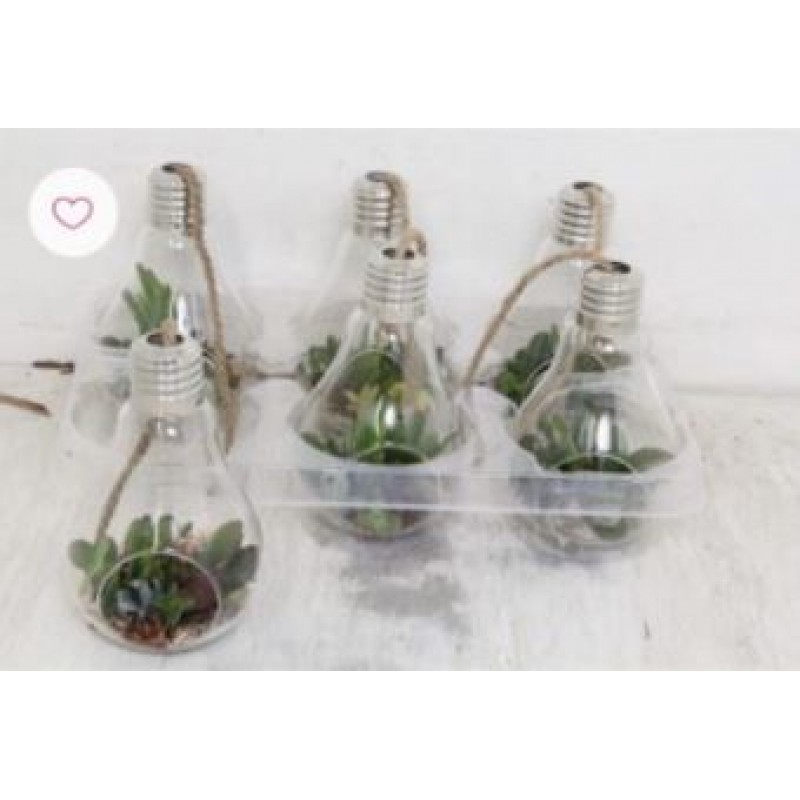 Arr Pl In Schaal Gloeilamp Xl