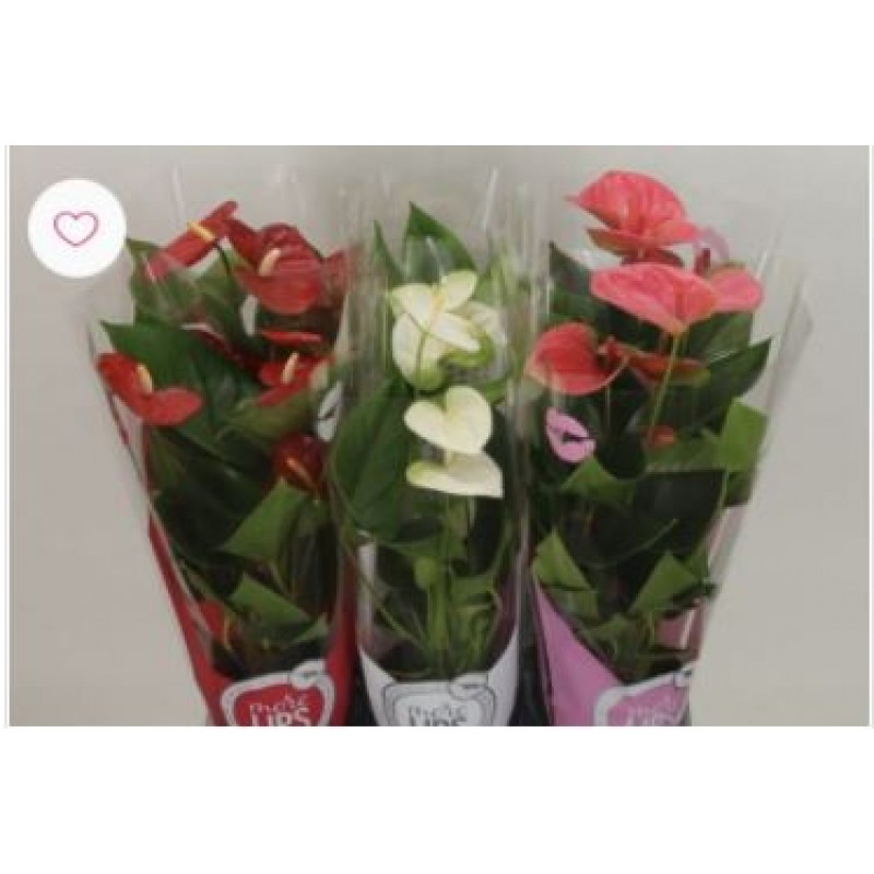 Anthu An Gem 3 Kl More Lips