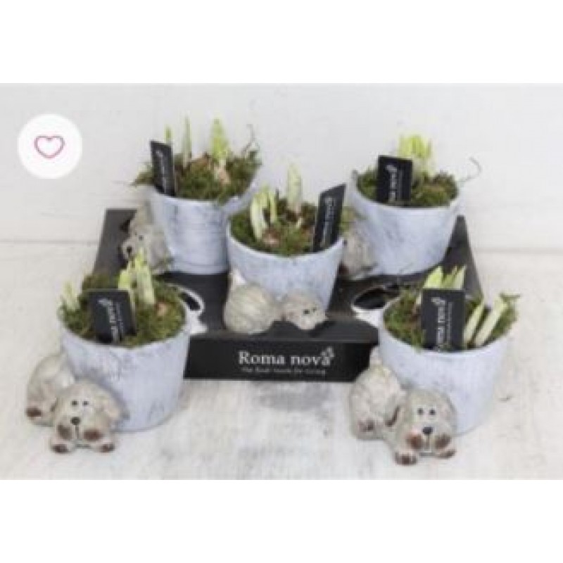 Arr Narc 915 Doggy Med