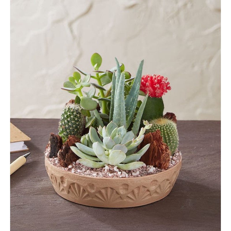 Cactus Dish Garden