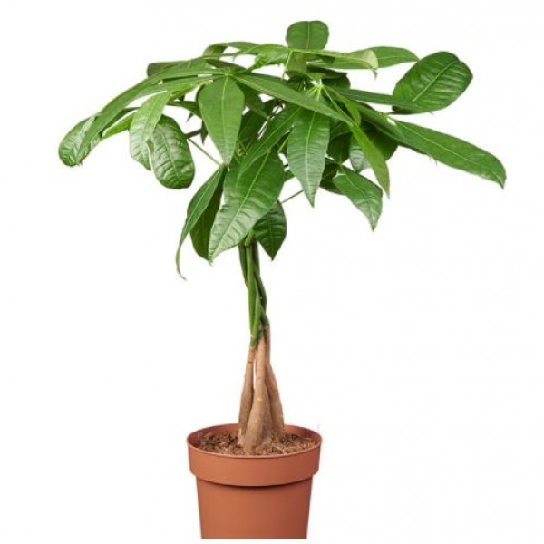 Money Tree