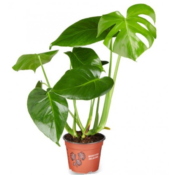 Monstera