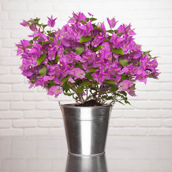 Bougainvillea Alexandra