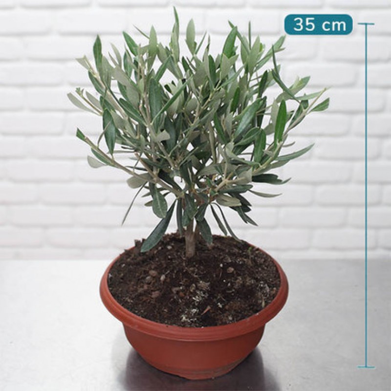 Potted Mini Olive Tree