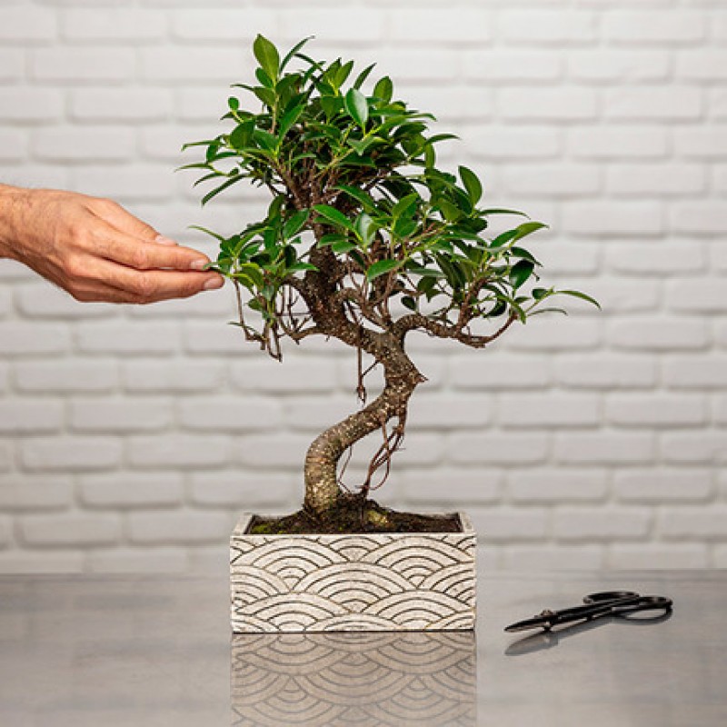 Zen Chic Bonsai