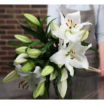 Perfumed White Lilies