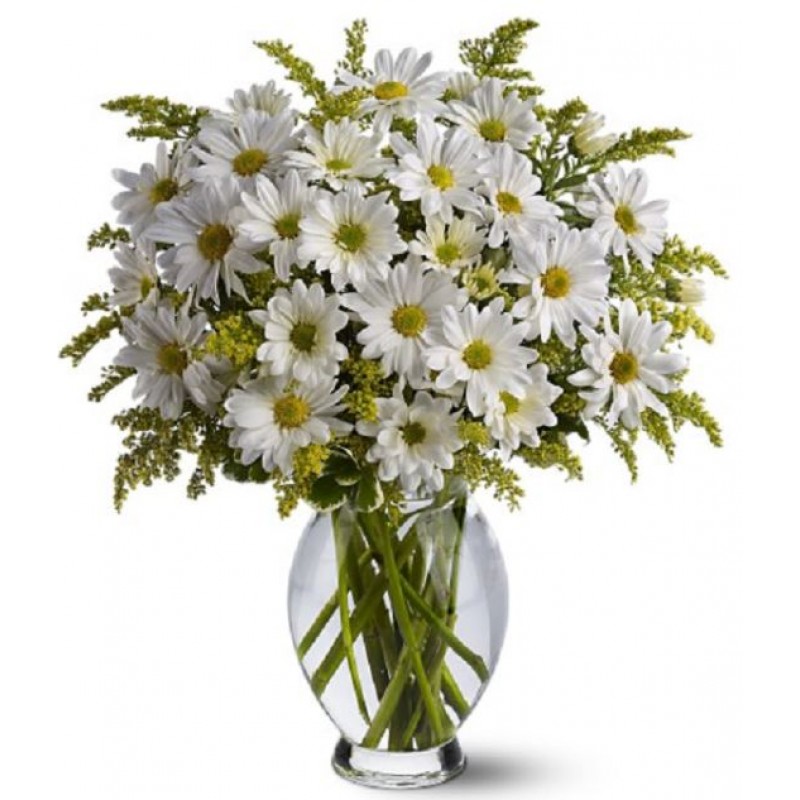 Classic White Daisies