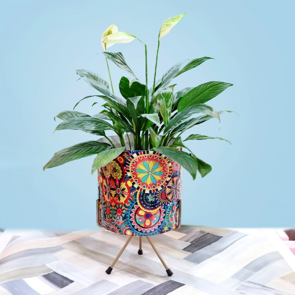 Peace Lily Multi Color Planter