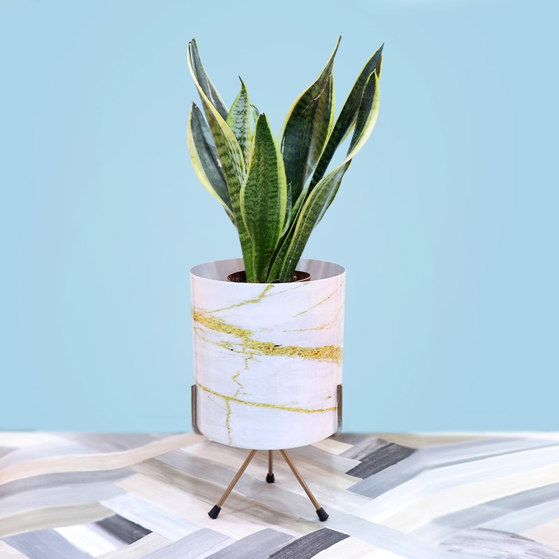 Lustrous Snake Plant