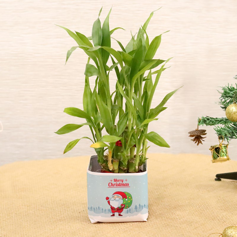 Christmas Lucky Bamboo
