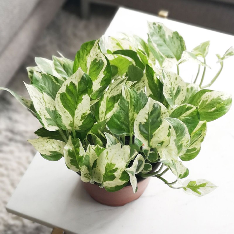 Leafy White Pothos Plant
