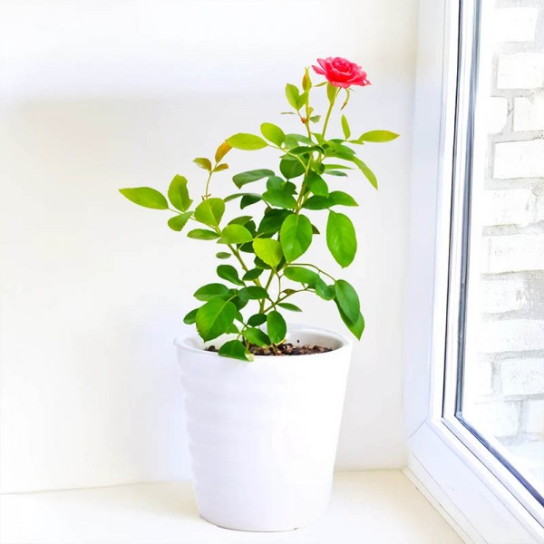 Red Rose Plant