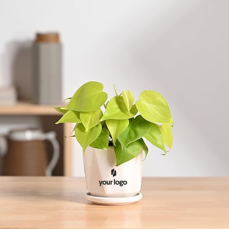 Diamond Ceramic Pot