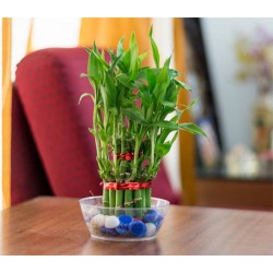 Indoor Plants Online