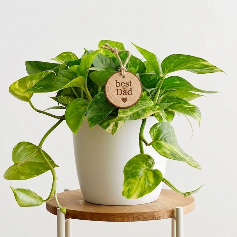 Money Plant for Dad