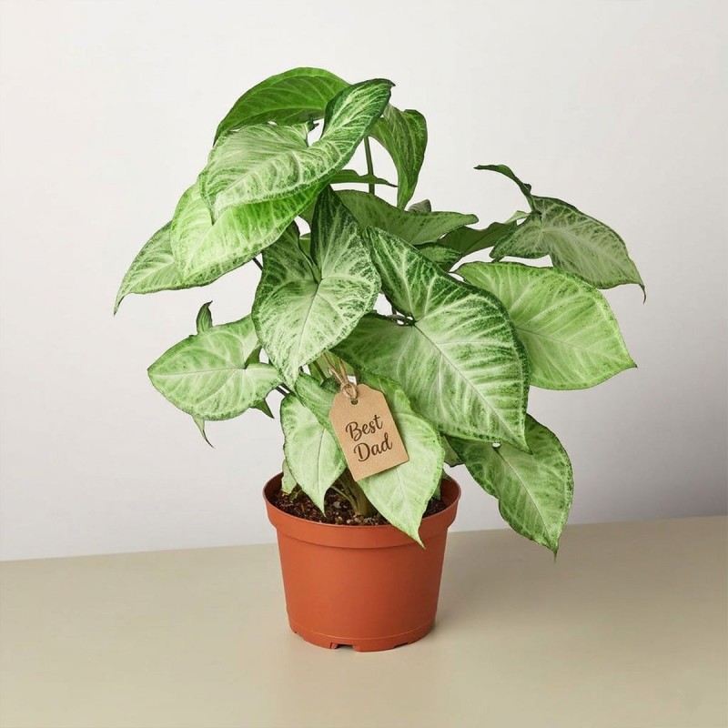 Syngonium Plant for Dad