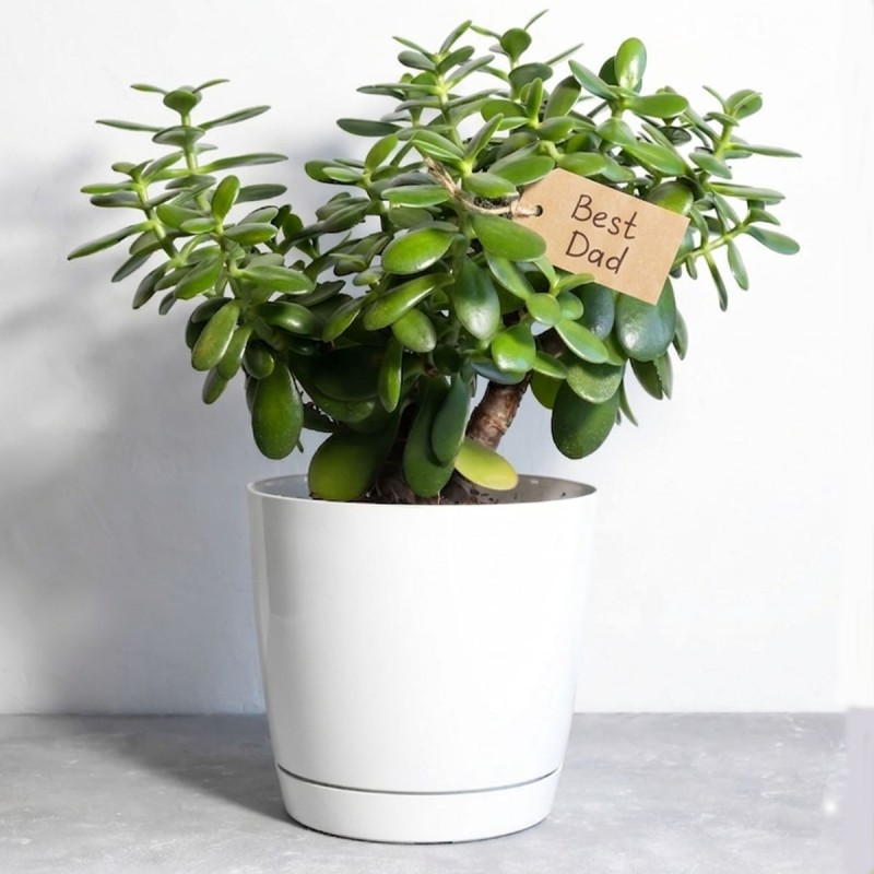 Jade Plant for Dad