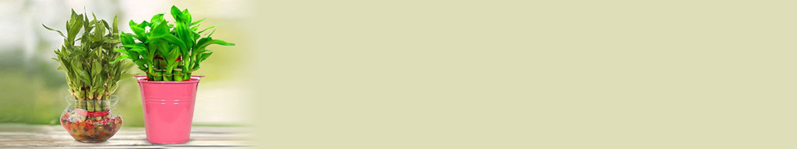 Indoor Plants Online Indoor Plants Online