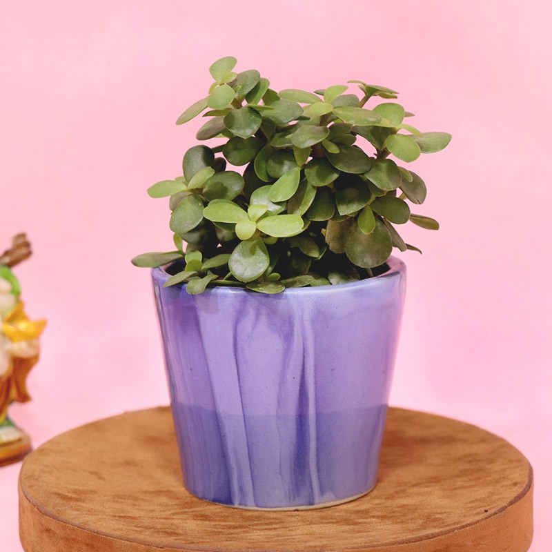 Fascinating Jade Plant