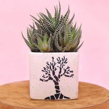 Catchy Cactus Plant