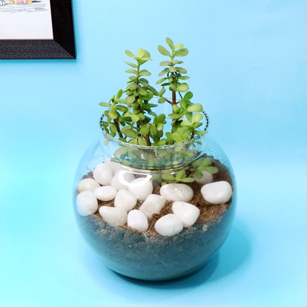 Jade Plant in a Round Glass Vase