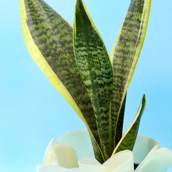 Snake Plant