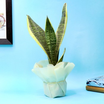 Sansevieria plant in a black vase