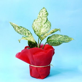 Aglaonema Plant