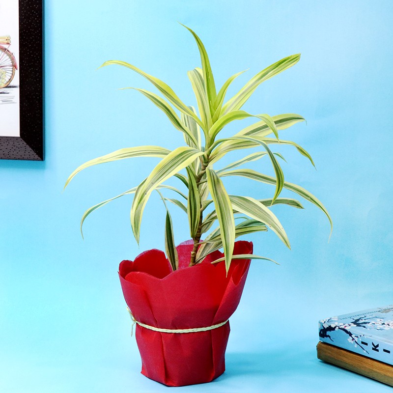 Beautiful Song of India Plant