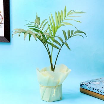 Areca Palm Plant