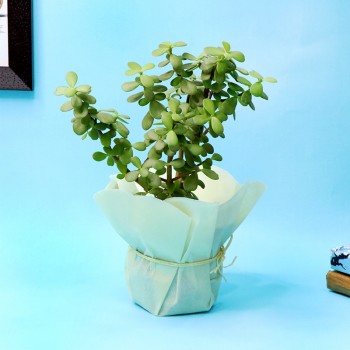 One Jade Plant in White Plastic Pot