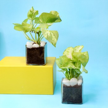 One Money Plant in White Plastic Pot