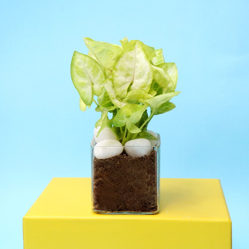 Magnificent White Beauty