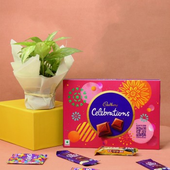 Money Plant with Cadbury Celebration