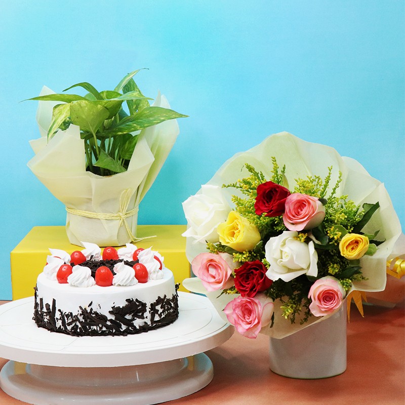 Money Plant with Cake and Roses