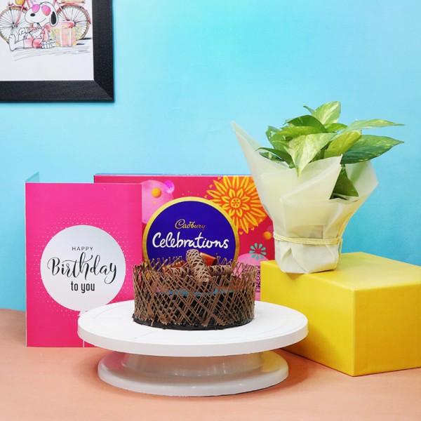 Money Plant Birthday Combo