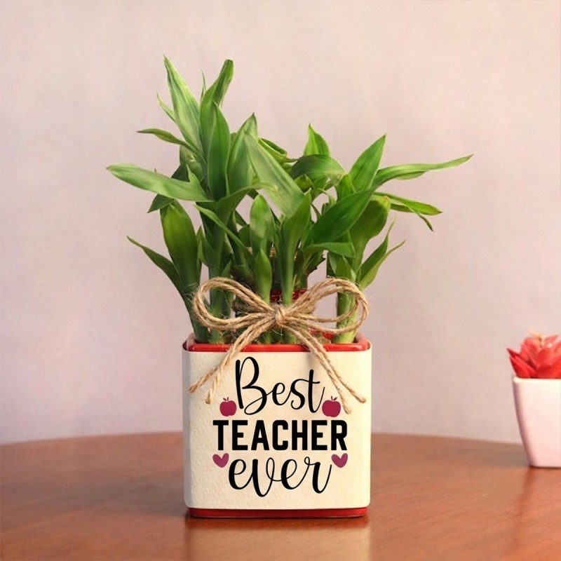 2 Layer Lucky Bamboo with "Sir" wriiten on it