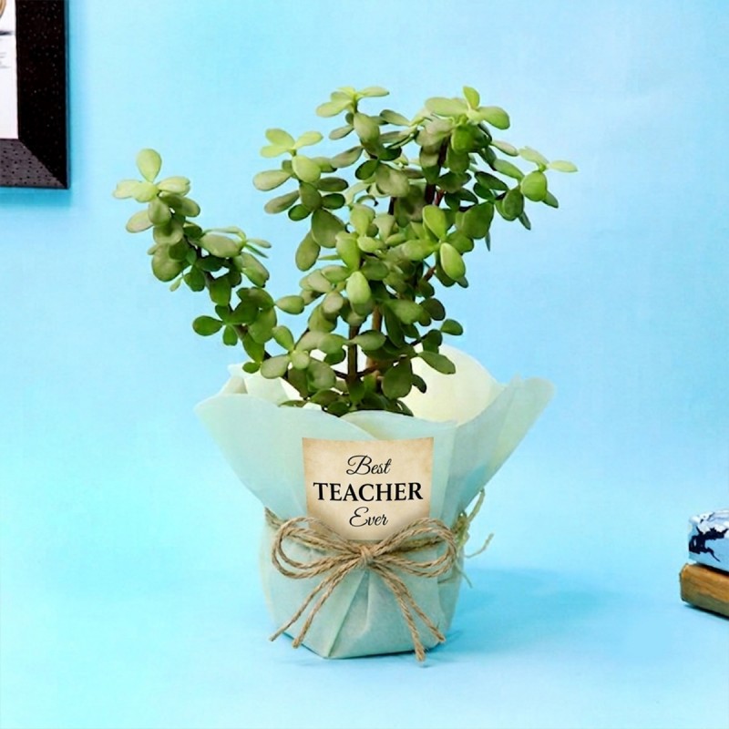 Jade Plant for Teachers Day