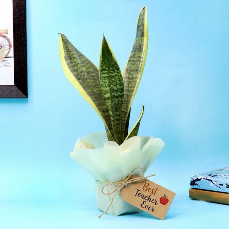 Snake Plant for Teacher