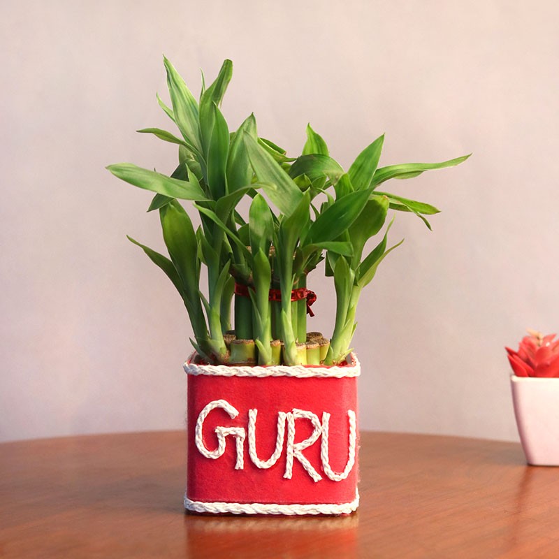 2 Layer Lucky Bamboo with "Guru" wriiten on it