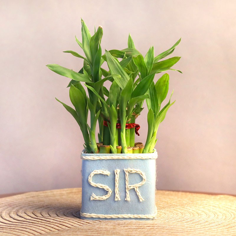 2 Layer Lucky Bamboo with "Sir" wriiten on it